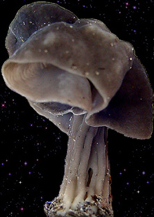  Helvella lacunosa 