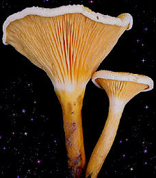  Hygrophoropsis aurantiaca 