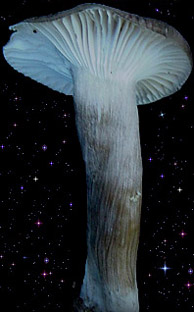  Hygrophorus camarophyllus 