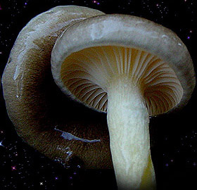  Hygrophorus hypothejus 