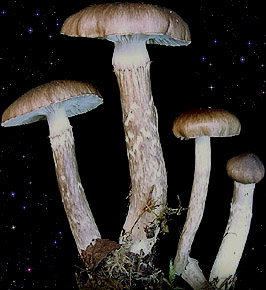  Hygrophorus olivaceoalbus 
