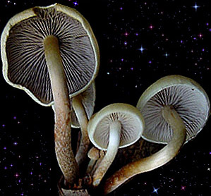  Hypholoma capnoides 