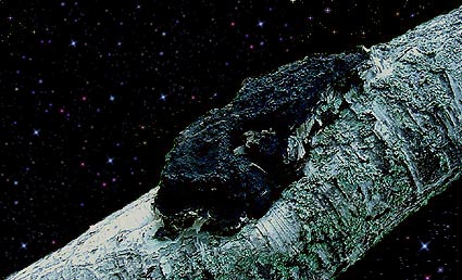  Inonotus obliquus 