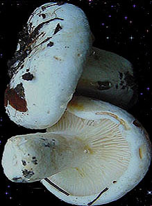  Lactarius bertillonii 