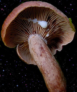  Lactarius camphoratus 