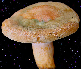  Lactarius deliciosus 