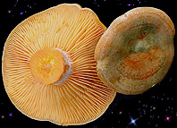  Lactarius deliciosus 