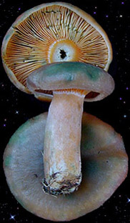  Lactarius deterrimus 
