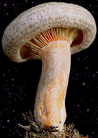  Lactarius fennoscandicus 