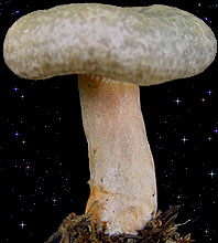  Lactarius fennoscandicus 