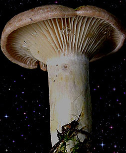  Lactarius flexuosus 