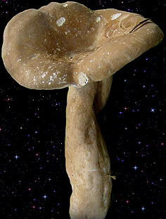  Lactarius fuliginosus 