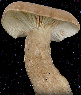  Lactarius fuliginosus 