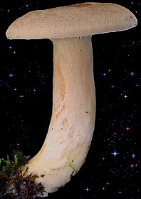  Lactarius helvus 