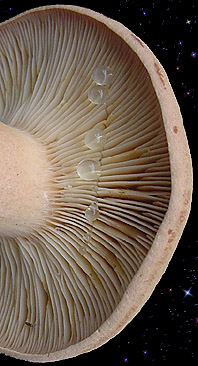  Lactarius helvus 