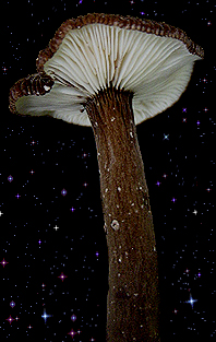  Lactarius lignyotus 