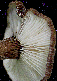  Lactarius lignyotus 
