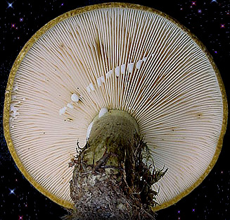  Lactarius necator 