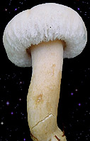  Lactarius pubescens 