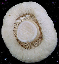  Lactarius pubescens 