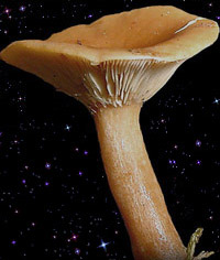  Lactarius tabidus 