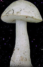  Leccinum holopus 
