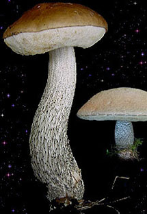  Leccinum scabrum