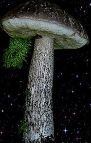  Leccinum variicolor 