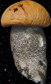  Leccinum versipelle 