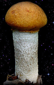  Leccinun rufum 