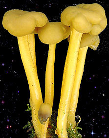  Leotia lubrica 