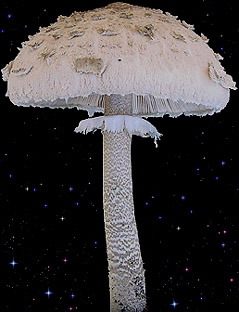  Macrolepiota procera 