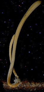  Macrotyphula fistulosa 