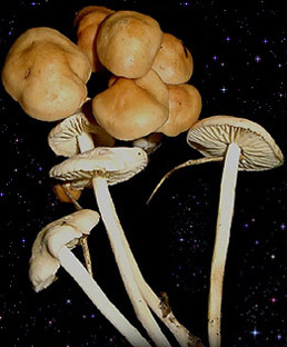  Marasmius oreades 