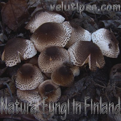  Welcome to Natural Fungus in Finland! 