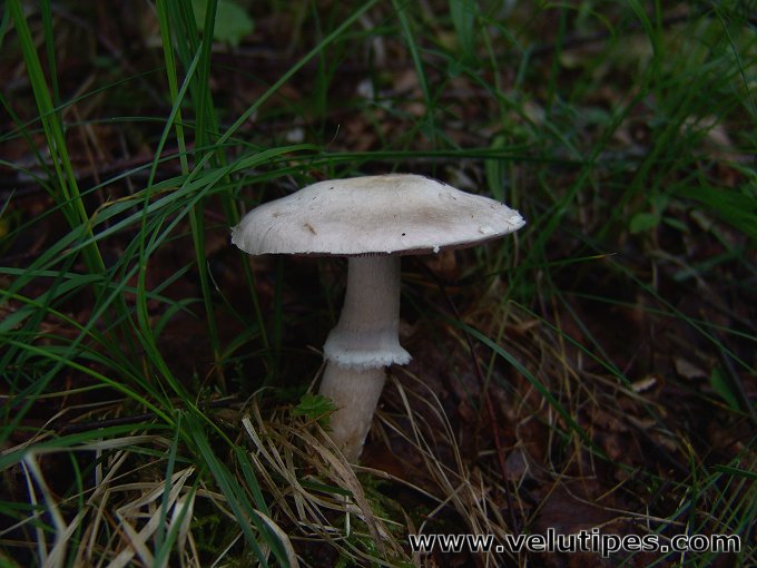 Agaricus altipes