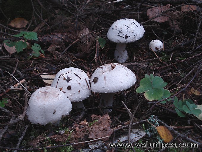 Agaricus benesii