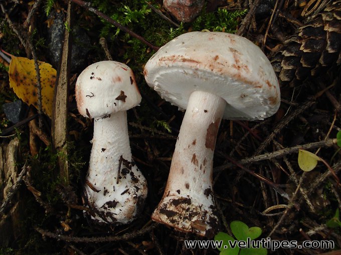 Agaricus benesii