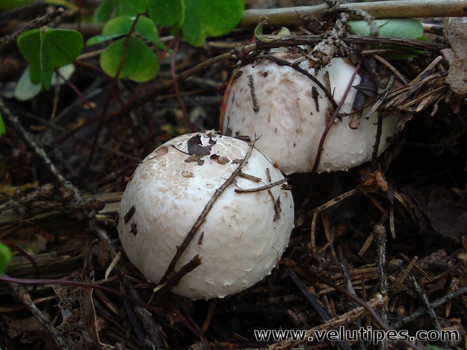 Agaricus benesii