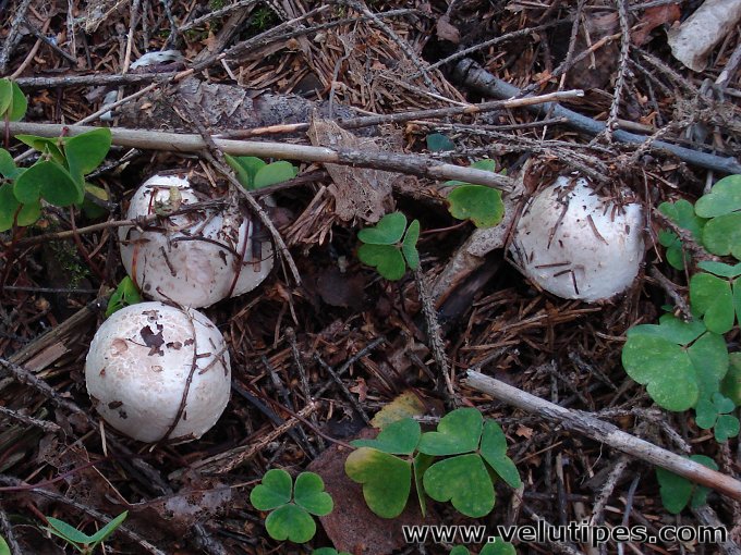 Agaricus benesii