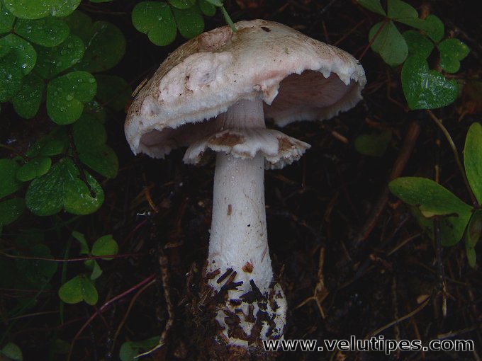 Agaricus benesii