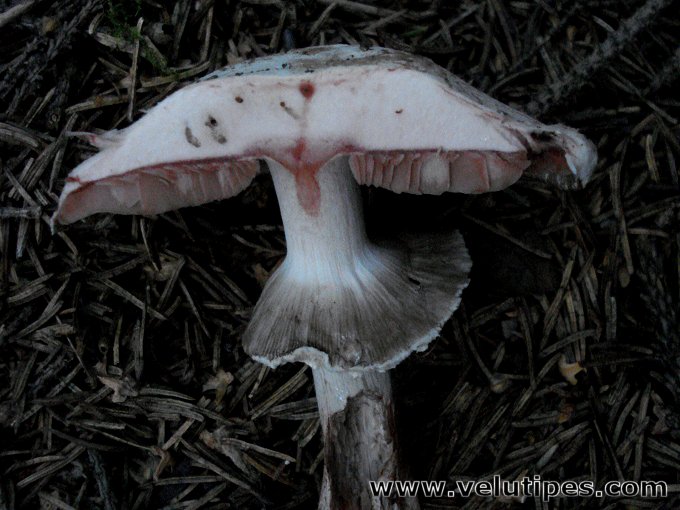 Agaricus benesii
