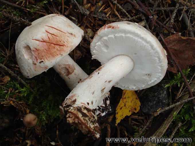Agaricus benesii