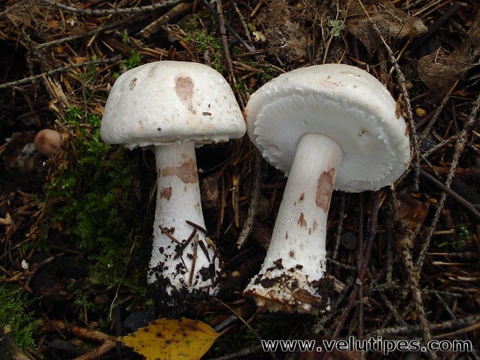 Agaricus benesii