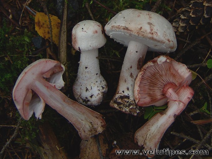 Agaricus benesii