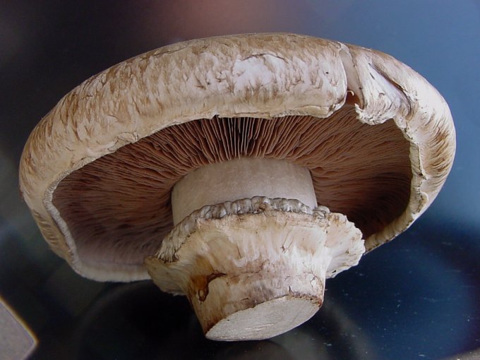  Agaricus bisporus var. portobello