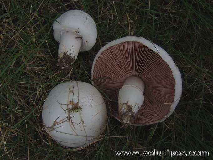  Agaricus campestris 