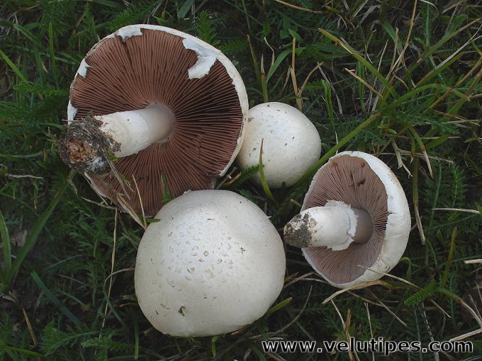  Agaricus campestris 