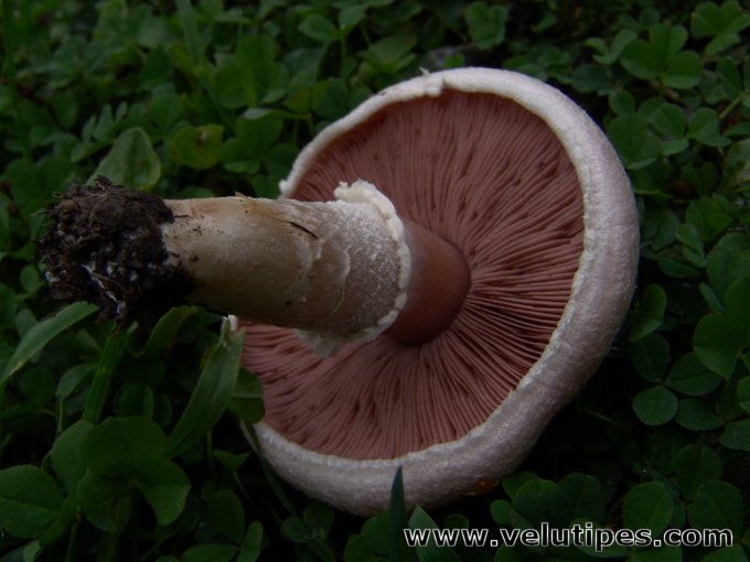  Agaricus campestris 