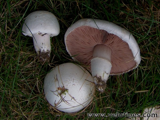  Agaricus campestris 